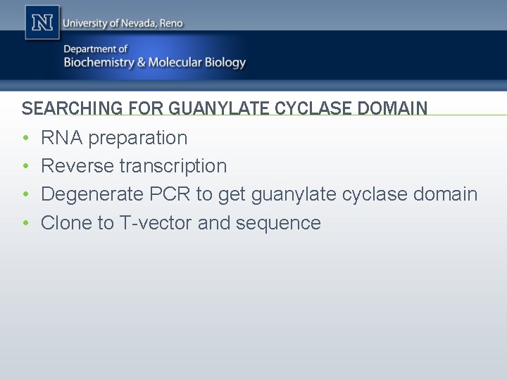 SEARCHING FOR GUANYLATE CYCLASE DOMAIN • RNA preparation • Reverse transcription • Degenerate PCR