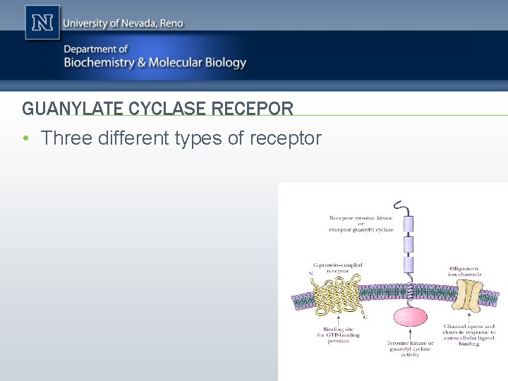 GUANYLATE CYCLASE RECEPOR • Three different types of receptor 