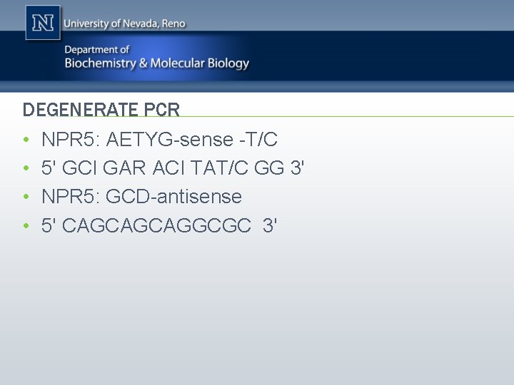 DEGENERATE PCR • NPR 5: AETYG-sense -T/C • 5' GCI GAR ACI TAT/C GG