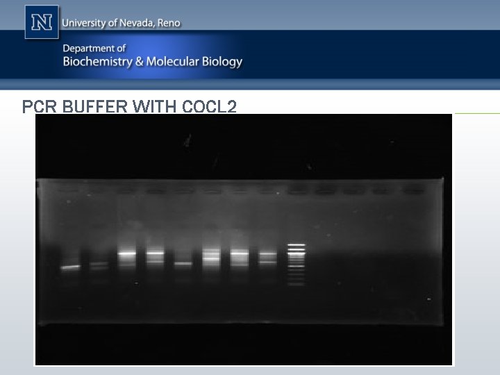 PCR BUFFER WITH COCL 2 