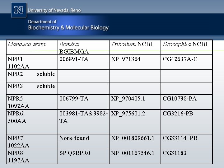 Manduca sexta Bombyx BGIBMGA 006891 -TA Tribolium NCBI Drosophila NCBI XP_971364 CG 42637 A-C
