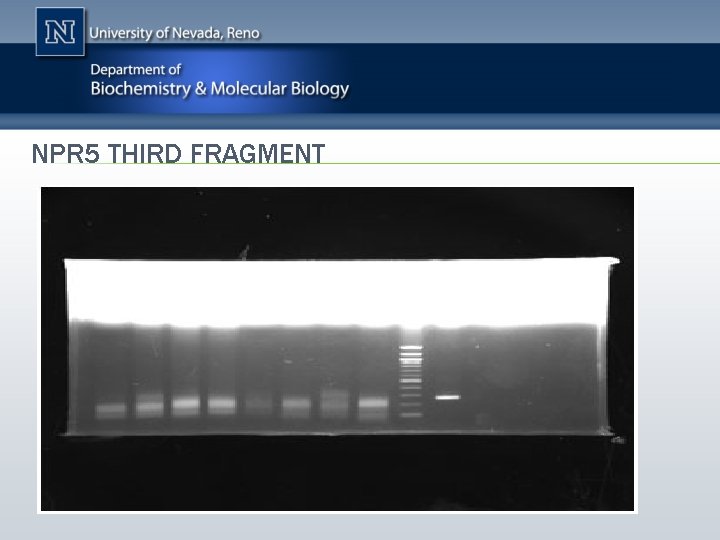 NPR 5 THIRD FRAGMENT 