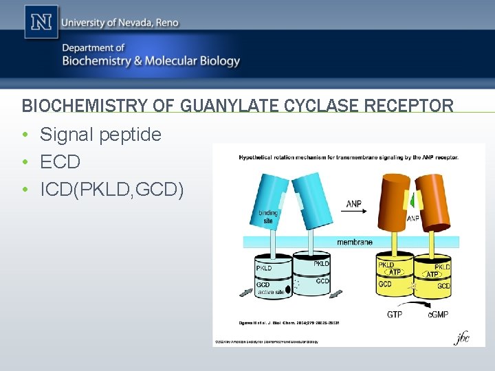 BIOCHEMISTRY OF GUANYLATE CYCLASE RECEPTOR • Signal peptide • ECD • ICD(PKLD, GCD) 