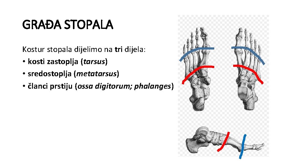 GRAĐA STOPALA Kostur stopala dijelimo na tri dijela: • kosti zastoplja (tarsus) • sredostoplja