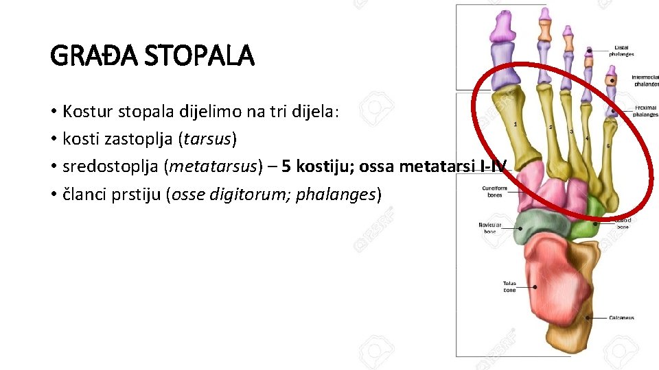 GRAĐA STOPALA • Kostur stopala dijelimo na tri dijela: • kosti zastoplja (tarsus) •