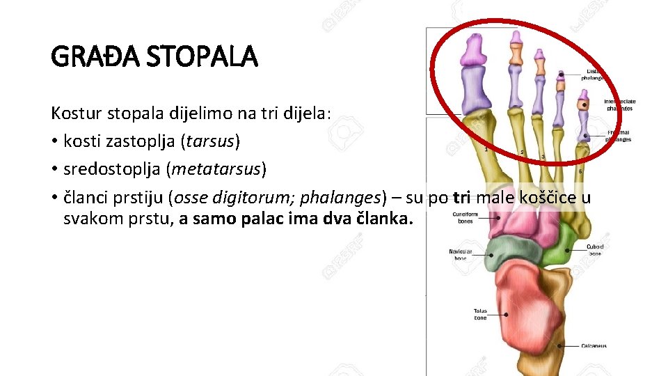 GRAĐA STOPALA Kostur stopala dijelimo na tri dijela: • kosti zastoplja (tarsus) • sredostoplja