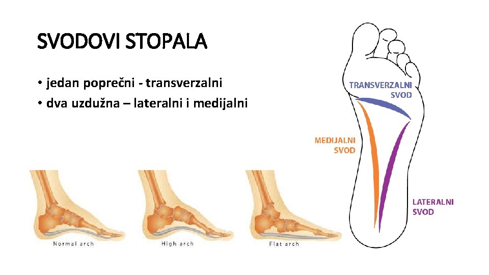 SVODOVI STOPALA • jedan poprečni - transverzalni • dva uzdužna – lateralni i medijalni