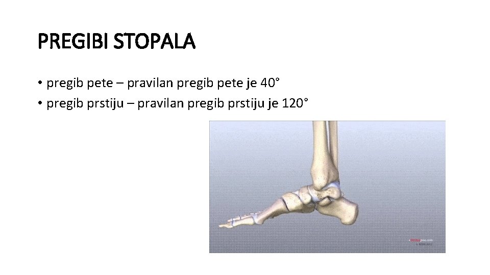 PREGIBI STOPALA • pregib pete – pravilan pregib pete je 40° • pregib prstiju