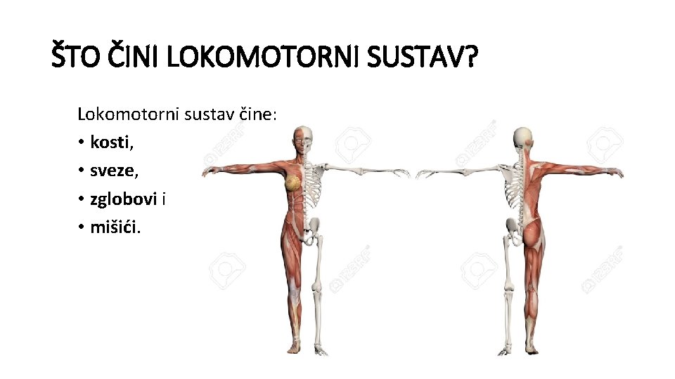 ŠTO ČINI LOKOMOTORNI SUSTAV? Lokomotorni sustav čine: • kosti, • sveze, • zglobovi i