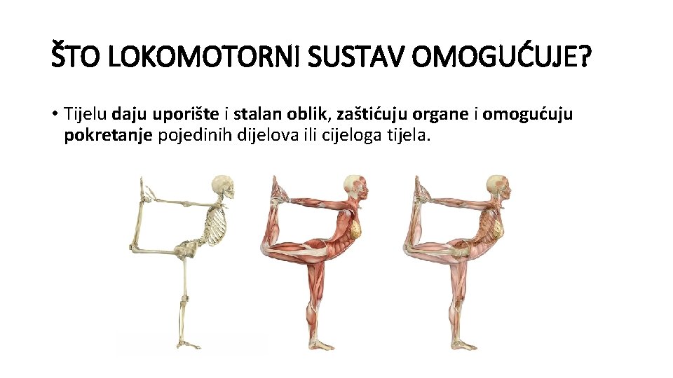 ŠTO LOKOMOTORNI SUSTAV OMOGUĆUJE? • Tijelu daju uporište i stalan oblik, zaštićuju organe i