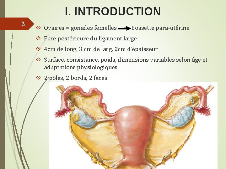 I. INTRODUCTION 3 Ovaires = gonades femelles Fossette para-utérine Face postérieure du ligament large