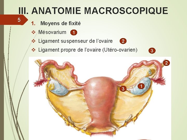 III. ANATOMIE MACROSCOPIQUE 5 1. Moyens de fixité v Mésovarium 1 v Ligament suspenseur