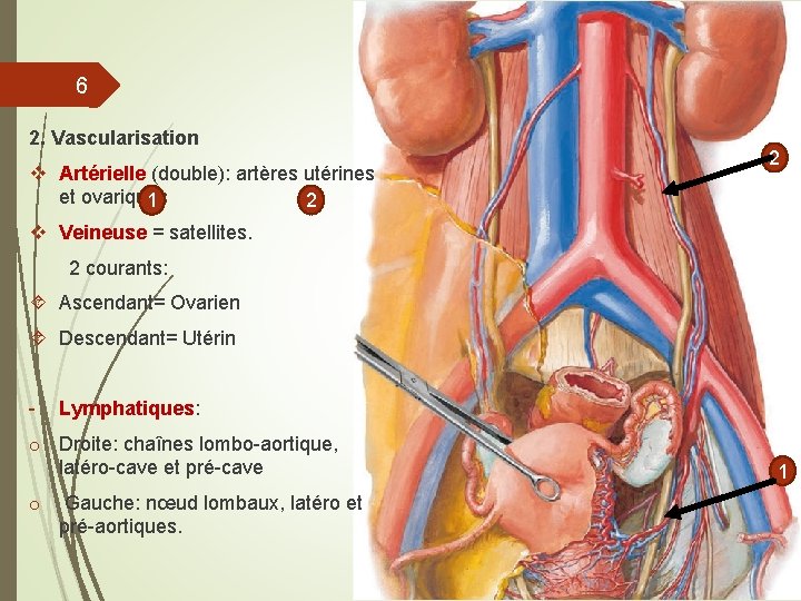 6 2. Vascularisation v Artérielle (double): artères utérines et ovariques 2 1 2 v