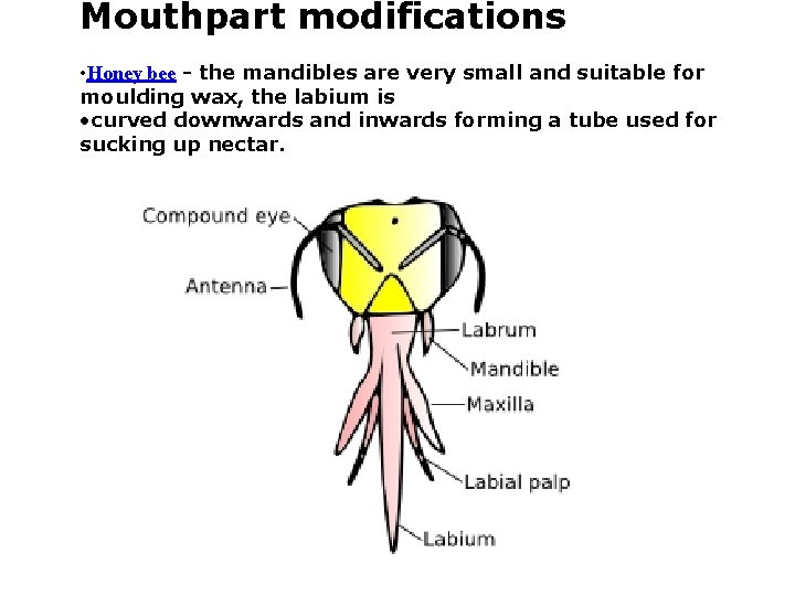 Mouthpart modifications • Honey bee - the mandibles are very small and suitable for