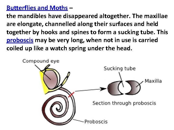 Butterflies and Moths – the mandibles have disappeared altogether. The maxillae are elongate, channelled