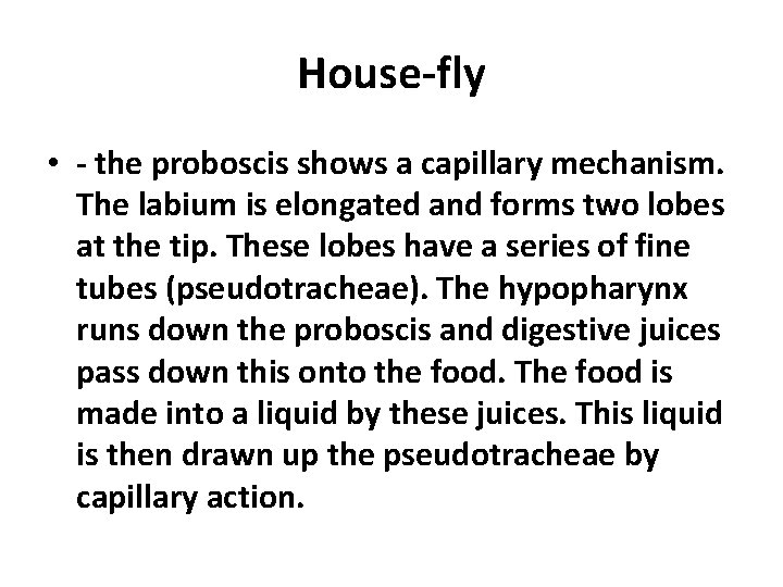 House-fly • - the proboscis shows a capillary mechanism. The labium is elongated and