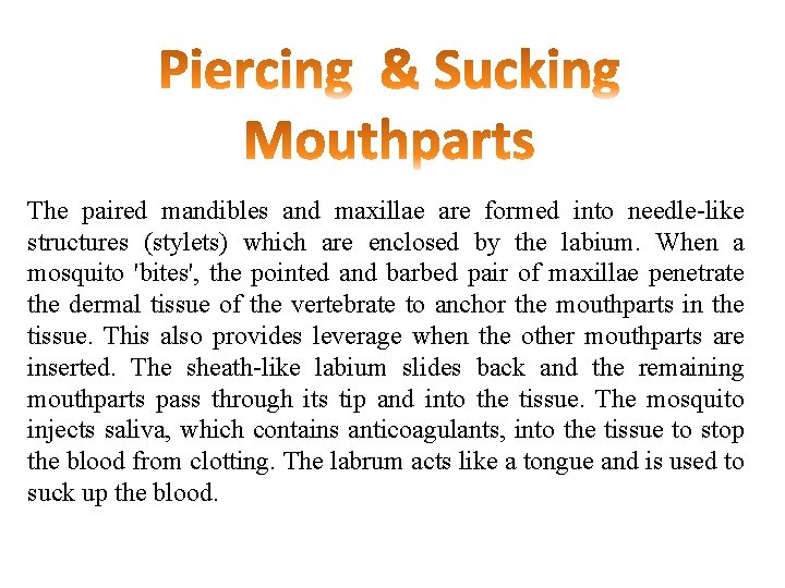 The paired mandibles and maxillae are formed into needle-like structures (stylets) which are enclosed