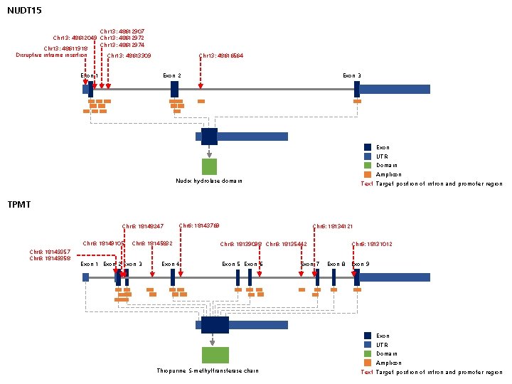 NUDT 15 Chr 13: 48612907 Chr 13: 48612049 Chr 13: 48612972 Chr 13: 48612974