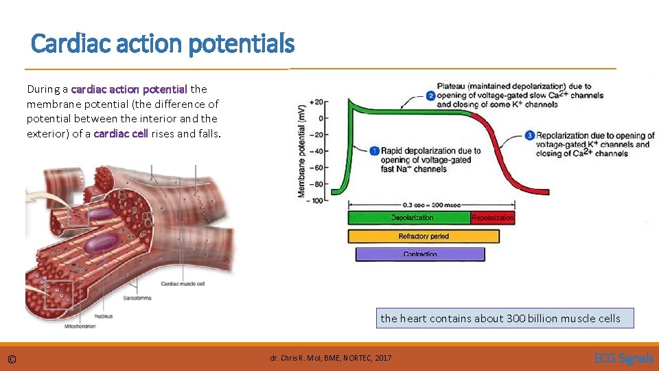 Cardiac action potentials During a cardiac action potential the membrane potential (the difference of