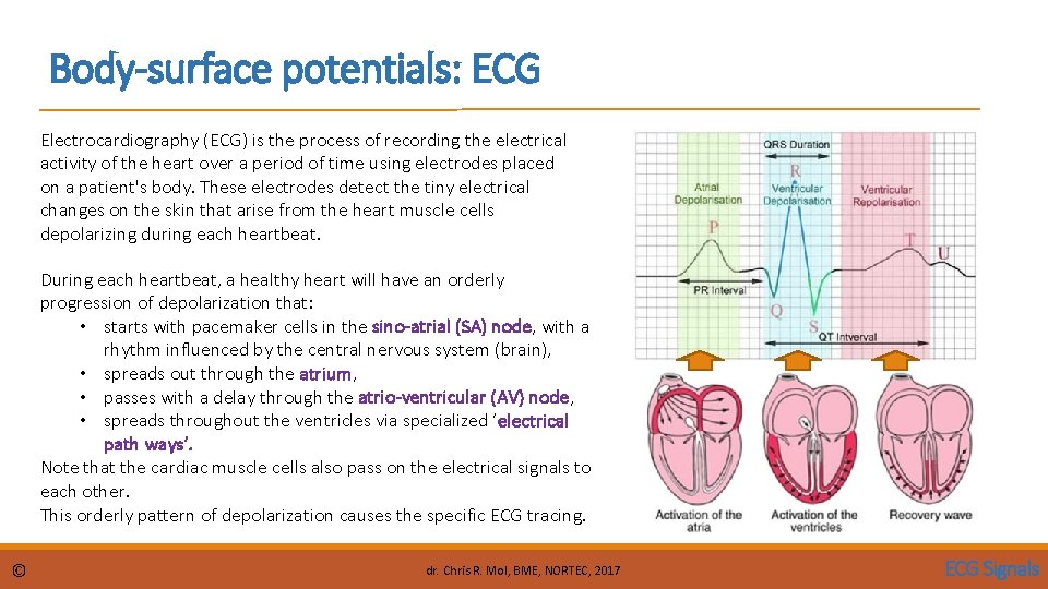 Body-surface potentials: ECG Electrocardiography (ECG) is the process of recording the electrical activity of