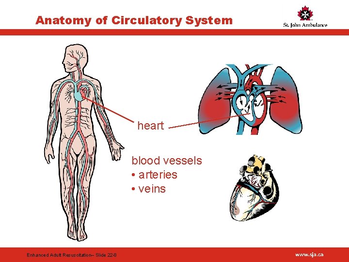 Anatomy of Circulatory System heart blood vessels • arteries • veins Enhanced Adult Resuscitation–