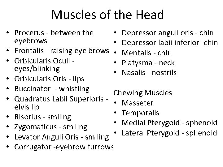 Muscles of the Head • Depressor anguli oris ‐ chin • Procerus ‐ between