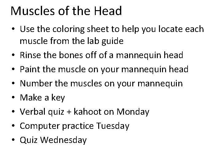 Muscles of the Head • Use the coloring sheet to help you locate each