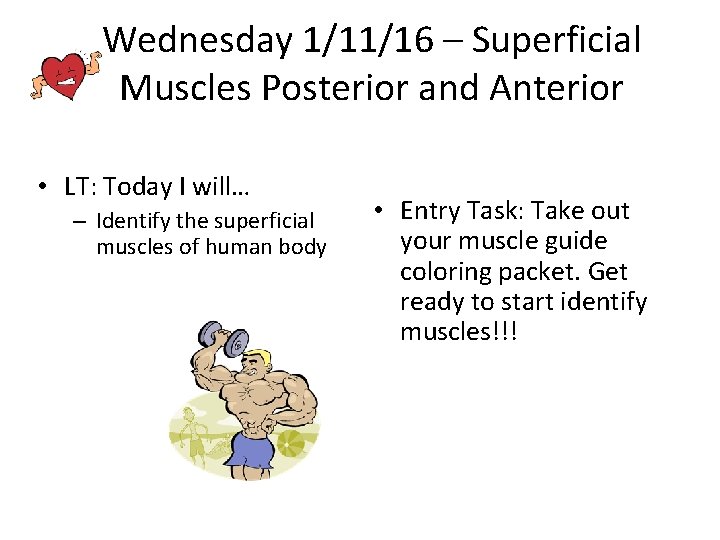 Wednesday 1/11/16 – Superficial Muscles Posterior and Anterior • LT: Today I will… –