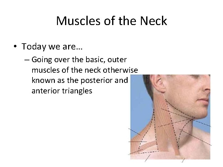 Muscles of the Neck • Today we are… – Going over the basic, outer