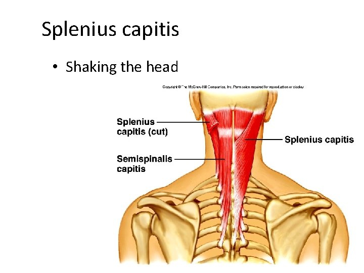 Splenius capitis • Shaking the head 