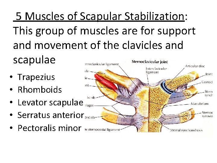  5 Muscles of Scapular Stabilization: This group of muscles are for support and