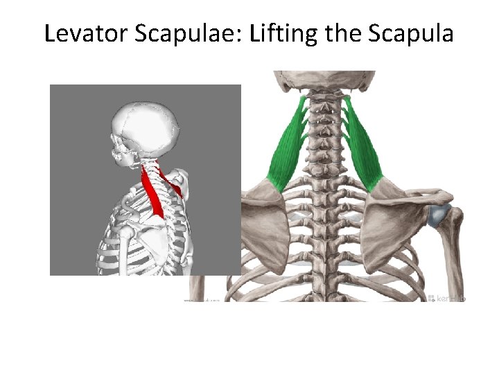 Levator Scapulae: Lifting the Scapula 