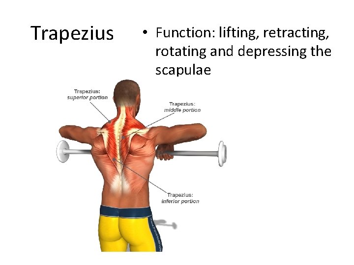 Trapezius • Function: lifting, retracting, rotating and depressing the scapulae 