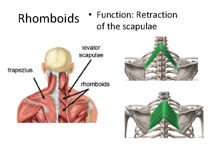 Rhomboids • Function: Retraction of the scapulae 