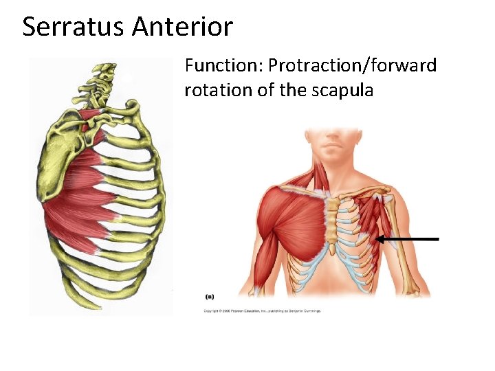 Serratus Anterior • Function: Protraction/forward rotation of the scapula 