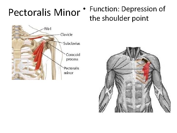 Pectoralis Minor • Function: Depression of the shoulder point 