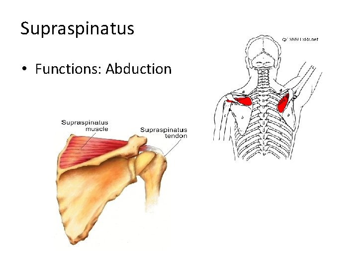 Supraspinatus • Functions: Abduction 
