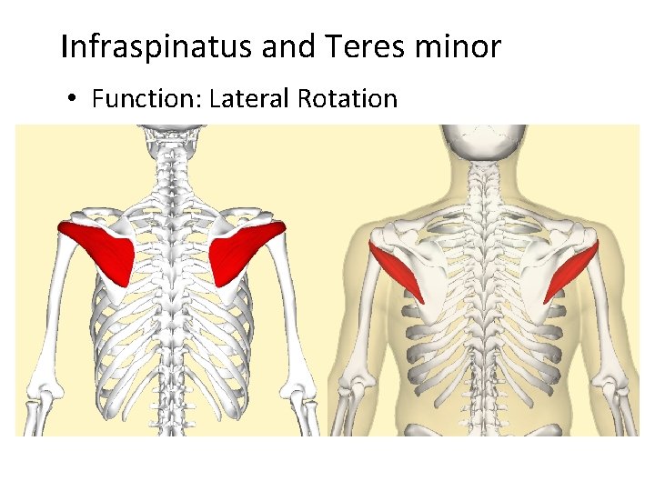 Infraspinatus and Teres minor • Function: Lateral Rotation 