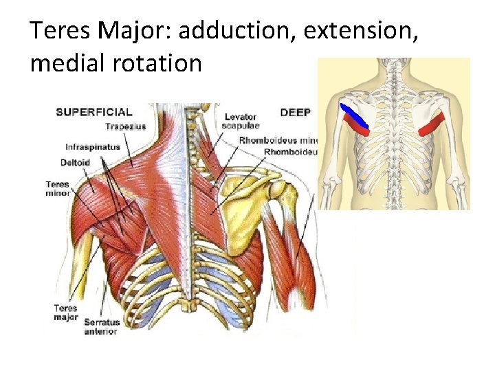 Teres Major: adduction, extension, medial rotation 