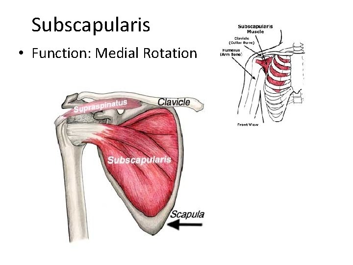 Subscapularis • Function: Medial Rotation 