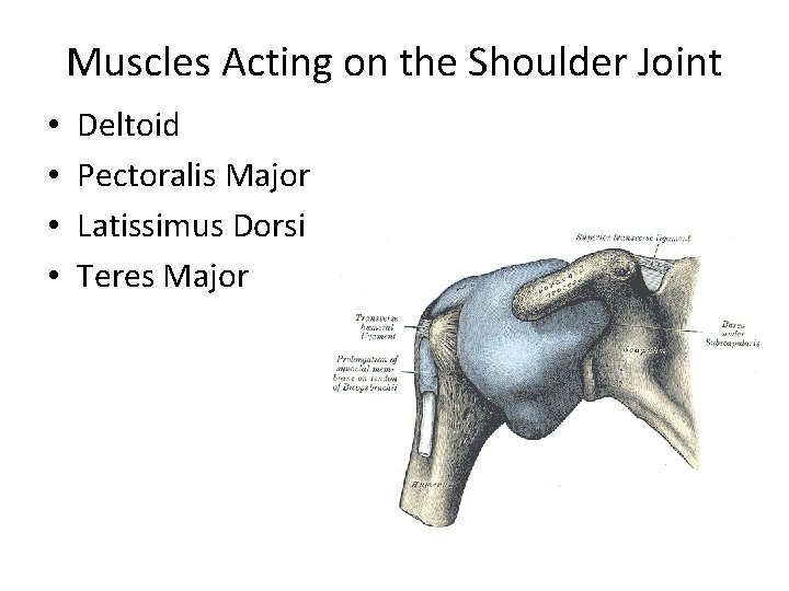 Muscles Acting on the Shoulder Joint • • Deltoid Pectoralis Major Latissimus Dorsi Teres