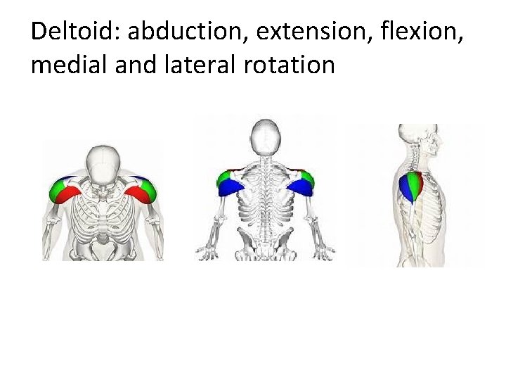 Deltoid: abduction, extension, flexion, medial and lateral rotation 
