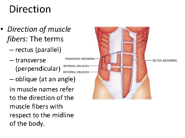 Direction • Direction of muscle fibers: The terms – rectus (parallel) – transverse (perpendicular)