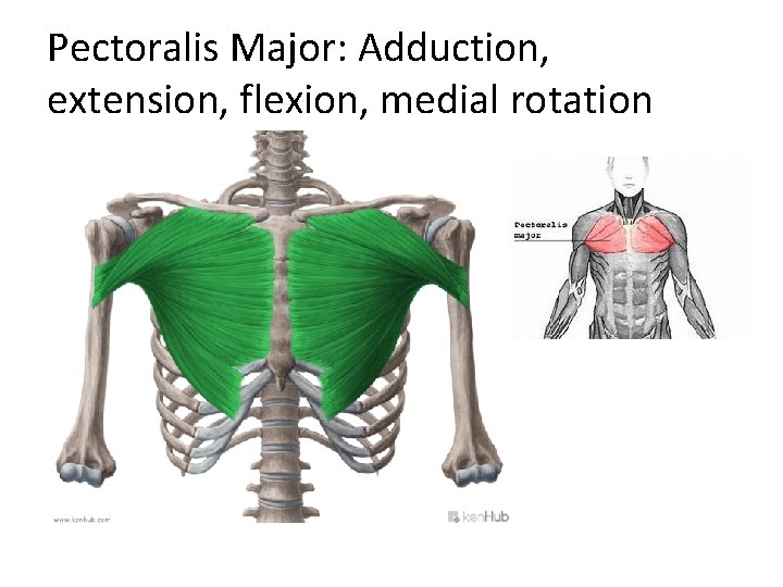 Pectoralis Major: Adduction, extension, flexion, medial rotation 