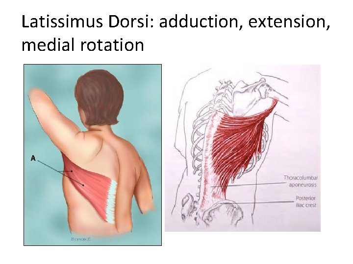 Latissimus Dorsi: adduction, extension, medial rotation 