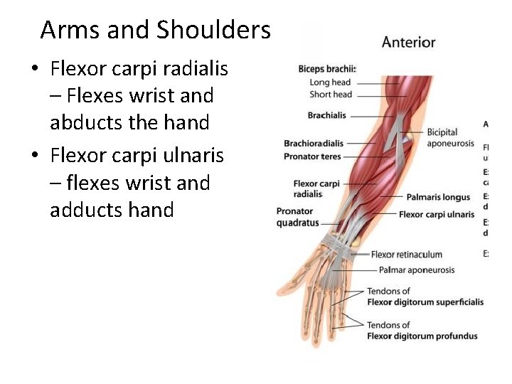 Arms and Shoulders • Flexor carpi radialis – Flexes wrist and abducts the hand