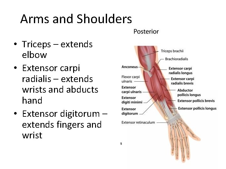 Arms and Shoulders • Triceps – extends elbow • Extensor carpi radialis – extends