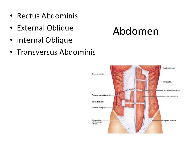  • • Rectus Abdominis External Oblique Internal Oblique Transversus Abdominis Abdomen 