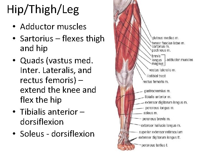 Hip/Thigh/Leg • Adductor muscles • Sartorius – flexes thigh and hip • Quads (vastus