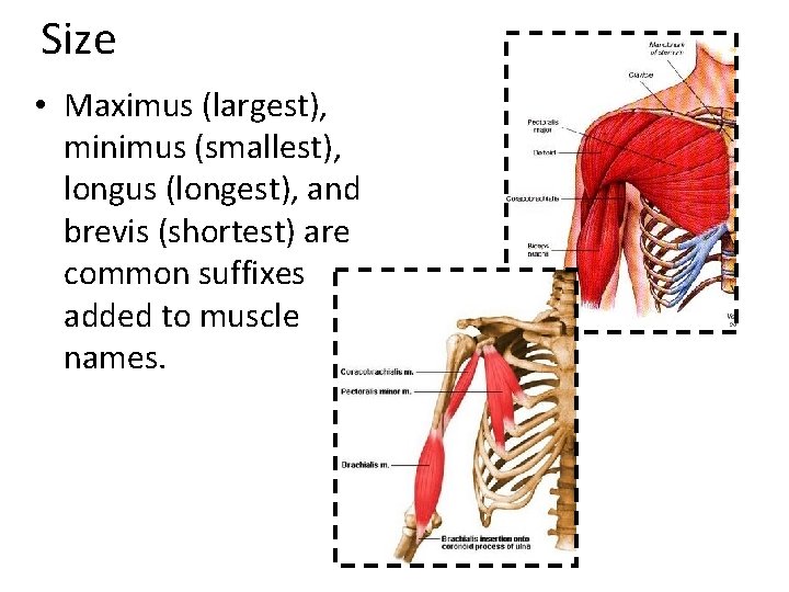 Size • Maximus (largest), minimus (smallest), longus (longest), and brevis (shortest) are common suffixes